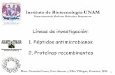 Líneas de investigación: 1. Péptidos …neas de investigación: 1. Péptidos antimicrobianos 2. Proteínas recombinantes Dres. Gerardo Corzo, Iván Arenas y Elba Villegas, Octubre,