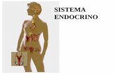 Presentación de PowerPoint - biblioceop · Acelera el crecimiento prepuberal. Fuente de estrógenos tras la menopausia . MÉDULA: ADRENALINA y NORADRENALINA. Hs. simpaticomiméticas.