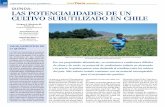 QUÍNOA: LAS POTENCIALIDADES DE UN CULTIVO …static.elmercurio.cl/Documentos/Campo/2012/03/16/20120316102317.pdf · La quinua o quínoa (Chenopodium quinoa Willd.) es originaria