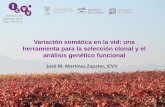 Variación somática en la vid: una herramienta para la ...fundacion.unirioja.es/app/webroot/winetech/ponencias/Jose_Miguel... · •Bodega Experimental •Servicios de Apoyo ...