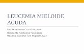 Leucemia Mieloide Aguda - Tómate tu medicina! | … · LEUCEMIA MIELOIDE AGUDA Luis Humberto Cruz Contreras Residente Anatomía Patológica Hospital General «Dr. Miguel Silva»