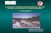 LA INVASIÓN DE TAMARISK (CEDRO SALADO) EN … · la invasiÓn de tamarisk (cedro salado) en el bajo rÍo conchos, aguas arriba de la presa derivadora “la tarahumara” humberto
