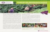 NICARAGUA PARCELAS DIVERSIFICADAS - … · 2016-10-18 · principales productos de la zona son: chayote, yuca, malanga, quequisque, plátano, pipián, granadilla, frijol, ... una
