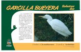 GARCILLA BUEYERA Bubulcus ibis - zooguadalajara.es BUEYERA.pdf · “Espulga bueyes ” o “Garrapatero ... cañas o árbo-les. En este parque se encuentra la única colonia de cría