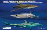 Cómo identificar aletas de tiburón - unisubgranollers.cat taurons... · Tres pasos para usar esta guía Paso 1. Diferenciar entre las primeras aletas dorsales y otras aletas de