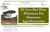 El uso del pino piñonero en sistemas agroforestales · obtener una producción de piña elevada conforme a la calidad del terreno agrícola, superior a la estación tipo del pinar