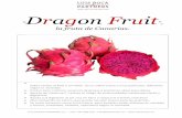 Dragon Fruit - LUIS ROCA & PARTNERS · conquistadores españoles en México, Colombia, Centroamérica y las Antillas, quienes le dieron el nombre de pitahaya, que significa fruta
