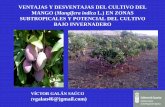 VENTAJAS Y DESVENTAJAS DEL CULTIVO DEL MANGO … 01 Keynote 4-01 Dr... · ventajas y desventajas del cultivo del mango (mangifera indica l.) en zonas subtropicales y potencial del