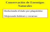 Conservación de Enemigos Naturales · Compatibilidad con el control de las otras plagas en el ... Densidades de Geocoris bajo ... Mejorando las condiciones físicas en los campos