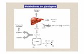 Metabolismo del glucógeno - fbioyf.unr.edu.ar · Síntesis del glucógeno. Luis F. Leloir (1906-1987)-uridina. Modelo para la síntesis de glucógeno mediante la glucogenina (GN),