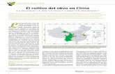 El cultivo del olivo en China - mercacei.com · a entrada del olivo en China ha tenido lugar en distintas etapas en los úl-timos 60 años con un éxito moderado hasta el momento.