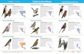 Celebra las Aves Urbanas ://celebrateurbanbirds.org/.../11/BirdID-Guide_170918-NoMarks.pdf · La Golondrina Tijereta es la golondrina de mayor distribución en el mundo. ... Distribución:
