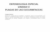 ENTOMOLOGIA ESPECIAL UNIDAD IV · ENTOMOLOGIA ESPECIAL UNIDAD V PLAGAS DE LAS CUCURBITACEAS COMPETENCIA Maneja las plagas de las cucurbitas y muestreos, para su reconocimiento, con