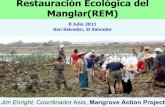 Restauración Ecológica del Manglar(REM)mangroveactionproject.org/wp-content/uploads/2017/02/El-Salvador... · Ventajas de Restauración Hidrológica. ... Monocultura Possiblesconflictos
