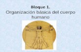 Bloque 1. Organización básica del cuerpo humano · Organización básica del cuerpo humano. 1 . Bases biológicas ... y los animales un tipo de seres vivos. Para comprender cómo