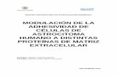 MODULACIÓN DE LA ADHESIVIDAD DE CÉLULAS DE …uvadoc.uva.es/bitstream/10324/14260/1/TFM-M248.pdf · cascadas de coagulación, señalización de factores de crecimiento, unión y