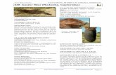 Javier Blasco-Zumeta 448 Castor fiber (Rodentia, …monteriza.com/wp-content/uploads/mamiferos/448.castor-fiber.pdf · El castor europeo habita en las regiones frías de ... que son