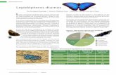 Lepidópteros diurnos - CICY.mx · Especies I Biodiversidad y Desarrollo Humano en Yucatán BIODIVERSIDAD 243 Hasta el momento, se desconoce si existe alguna especie en- démica de