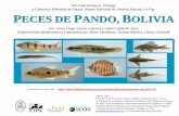 Bolivia-Peces de Pando v1fm2.fieldmuseum.org/animalguides/guide_pdfs/X002-01.pdfThe Field Museum y Colección Boliviana de Fauna, Museo Nacional de Historia Natural PECES DE PANDO,