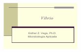 Vibrio - Curso Microbiologia Aplicada | Just another ... · V. cholerae V. vulnificus V. parahemoliticus. Clasificación Vibrios Se han descrito 20 especies de Vibrio