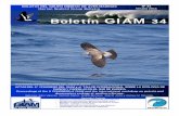 Boletín GIAM 34 - seo.orgº34... · El Grupo Ibérico de Aves Marinas (GIAM) es un grupo de trabajo de la Sociedad Española de Ornitología (SEO-Birdlife), dedicada al estudio y
