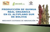 MEDIANTE SISTEMAS DE INNOVACIÓN - ibce.org.boibce.org.bo/userfiles/file/notas-archivos/quinua-real-produccion... · Solamente se produce en los departamentos de Oruro y Potosí en