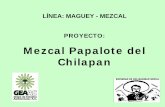Mezcal Papalote del Chilapan - mezcalestradicionales.mxmezcalestradicionales.mx/mezcales_herencia_cultural_y_bio/Ponencias... · PREGUNTAS CLAVE: ¿Se puede hacer un manejo sustentable