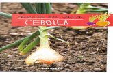 · Todo sobre la cebolla Historia Gustosa y nutritiva La cebolla, perteneciente a la familia de las liliáceas, es una planta que tiene sus orígenes en Asia Central.