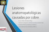 Lesiones anatomopatológicas causadas por cobre. - … · Facultad de Medicina Veterinaria y Zootecnia Universidad Autónoma del Estado de México. El cobre ... Truchas DL 0,8 mg/l,