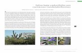 Selva baja caducifolia con cactáceas candelabriformes · Biodiversidad y Desarrollo Humano en Yucatán I Ecosistemas y Comunidades BIODIVERSIDAD 142 Un aspecto relevante es la presencia