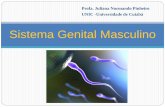 Sistema Genital Masculino · Sistema Genital Masculino . ... Tubo muscular que sofre contrações peristálticas durante a ejaculação, impulsionando os espermatozóides para a