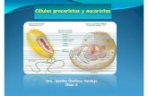 Células procariotas y eucariotas - nutricion2013 · (célula como unidad de origen) ... colonias de celulas; producen nitrógeno, vitaminas todos procariotas antibióticos, y son