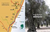 les rutes de les oliveres mil•lenàries - edille.com · los agricultores socios está permitiendo el mantenimiento de este paisaje y la elaboración de aceites virgen extra singulares,