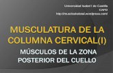 Universidad Isabel I de Castilla CAFD http ... · Realiza una extensión de la cabeza y el cuello. ... Anatomía Humana – Descriptiva,Topográfica y Funcional. Tomo III. H. Rouviére.