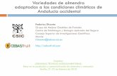 Variedades de almendro adaptadas a las condiciones ... · adaptadas a las condiciones climáticas de Andalucía occidental CSIC CajaMar ... Decisión determinante para toda la vida