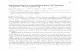 Morfoanatomía y arquitectura foliar de Lithraea molleoides ...lillo.org.ar/revis/lilloa/2014-51-2/08.pdf · fenómenos febriles (Alé et al., 1997). Desde el punto de vista anatómico,