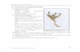 42. Mühlenbergia fastigiata (Presl) Henr.alt-perubolivia.org/Web_Bio/PROYECTO/Docum_peru/21.12 P2.pdf · e) Se reporta en: la gran mayoría de bofedales tanto altiplánicos y altoandinos,