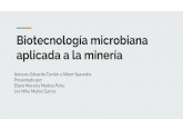 Biotecnología microbiana aplicada a la minería · Biotecnología microbiana aplicada a la minería Autores: Eduardo Cortón y Albert Saavedra Presentado por: Diana Marcela Medina