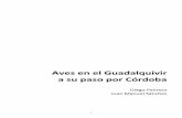 Aves en el Guadalquivir a su paso por Córdoba · 6 Los puentes son los miradores ideales para contemplar infinidad de aves y sus evoluciones, sobre todo cormoranes, gaviotas, garzas,