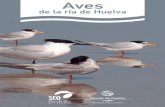 Aves - Puerto de Huelva · España, es el mejor indicativo del trabajo serio ... aves a simple vista para posteriormente, con la ayuda de nuestros prismáticos, observarlas con más