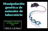 Manipulación genética de animales de laboratório - Biotech... · Manipulación genética de animales de ... • Introducción de las células ES modificadas en ... como celulas