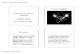 Homeostasis - academic.uprm.eduacademic.uprm.edu/fbird/Biol 3052/3052-2016-cap-48-ppt.pdf · espinal o el cerebro en donde ocurre integración (análisis del estímulo) y la ... Conducción