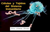Células y Tejidos del Sistema Inmunitario · del sistema inmune. 2.-Funciones y características fenotípicas de: 1) Células Polimorfonucleares 2) Fagocitos Mononucleares ... 10