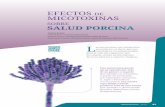 EFECTOS DE MICOTOXINAS - nutricionanimal.info · SALUD PORCINA Francesc Accensi ... Departament de Sanitat i d’Anatomia Animals, Facultat de Veterinària (UAB), Barcelona L as micotoxinas