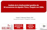Análisis de la biodiversidad genética de 68 accesiones de ... genetica del algodon.pdf · Tangüis y Pima con panel de marcadores ... 10 accesiones de algodon 1. SSRs reportados