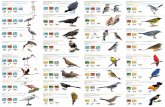 AVES ACUÁTICAS de PATAS LARGAS AVES ACUÁTICAS de … · Las especies de aves presentadas en esta guía, se encuentran agrupadas en el or-den filogenético propuesto por la American