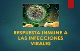 RESPUESTA INMUNE A LAS INFECCIONES VIRALES · Mecanismo de acción antiviral de las células NK - Inducen apoptosis de cél. infectadas y producen citoquinas antinflam. - Se activan
