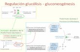 Regulación glucólisis - gluconeogénesis · hígado: contenía un 40% de glucógeno y este no se podía degradar por extractos del hígado. Déficit en el retículo endoplásmico