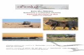 RUTA RÍO PERDIDO Botswana y Cataratas Victoria Especial ... · animales para aprender a reconocer sus huellas y entender el frágil y complejo ecosistema del delta. Por la noche