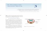 El Examen del Sistema Motor C A P Í T U L O El Examen del ...media.axon.es/pdf/97480_1.pdf · base del reflejo miotático monosináptico o el arco reflejo espinal fásico. La aferente